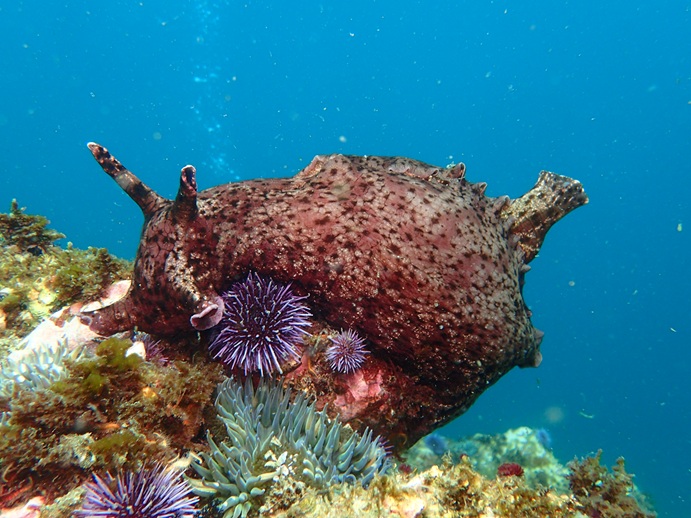 Organism together with urchins