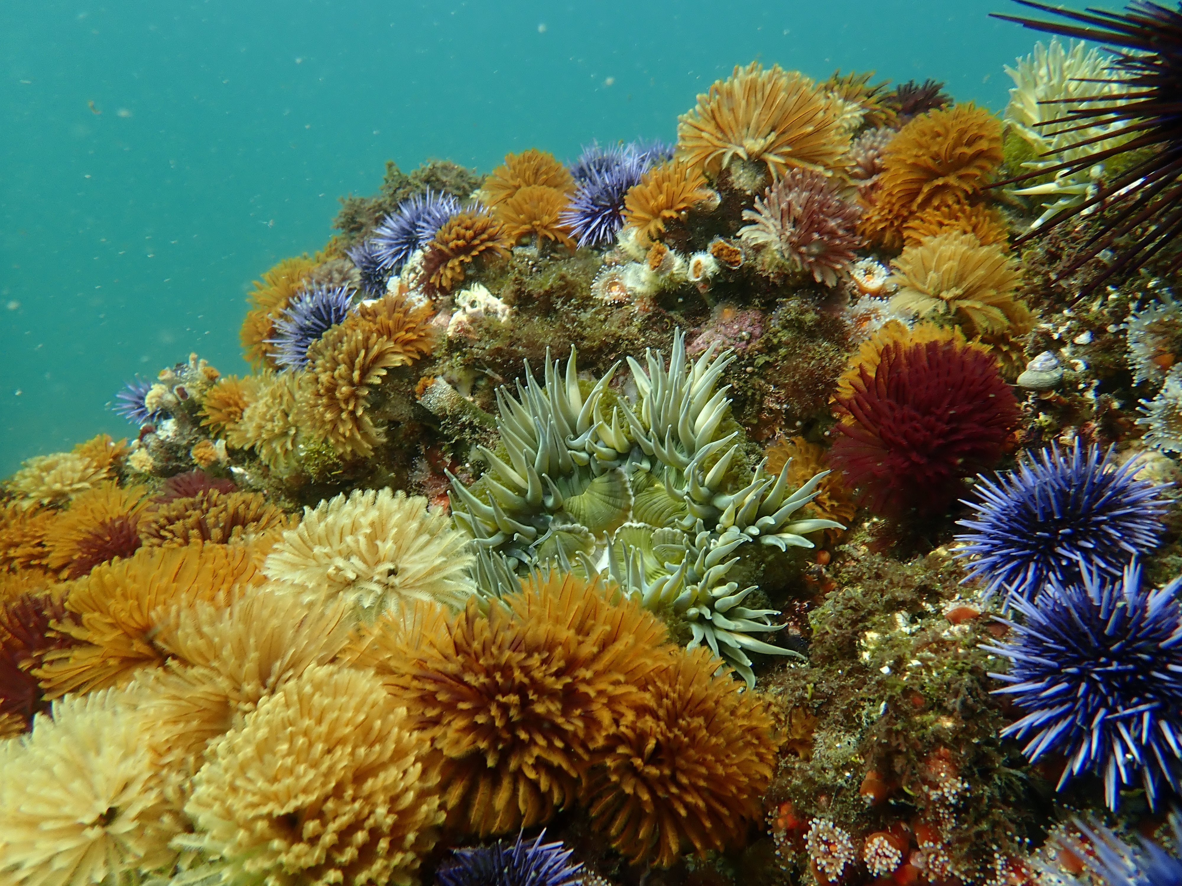 Close-up of kelp fronds in a California kelp forest, sea anemonies and other invertebrates visible on the reefs