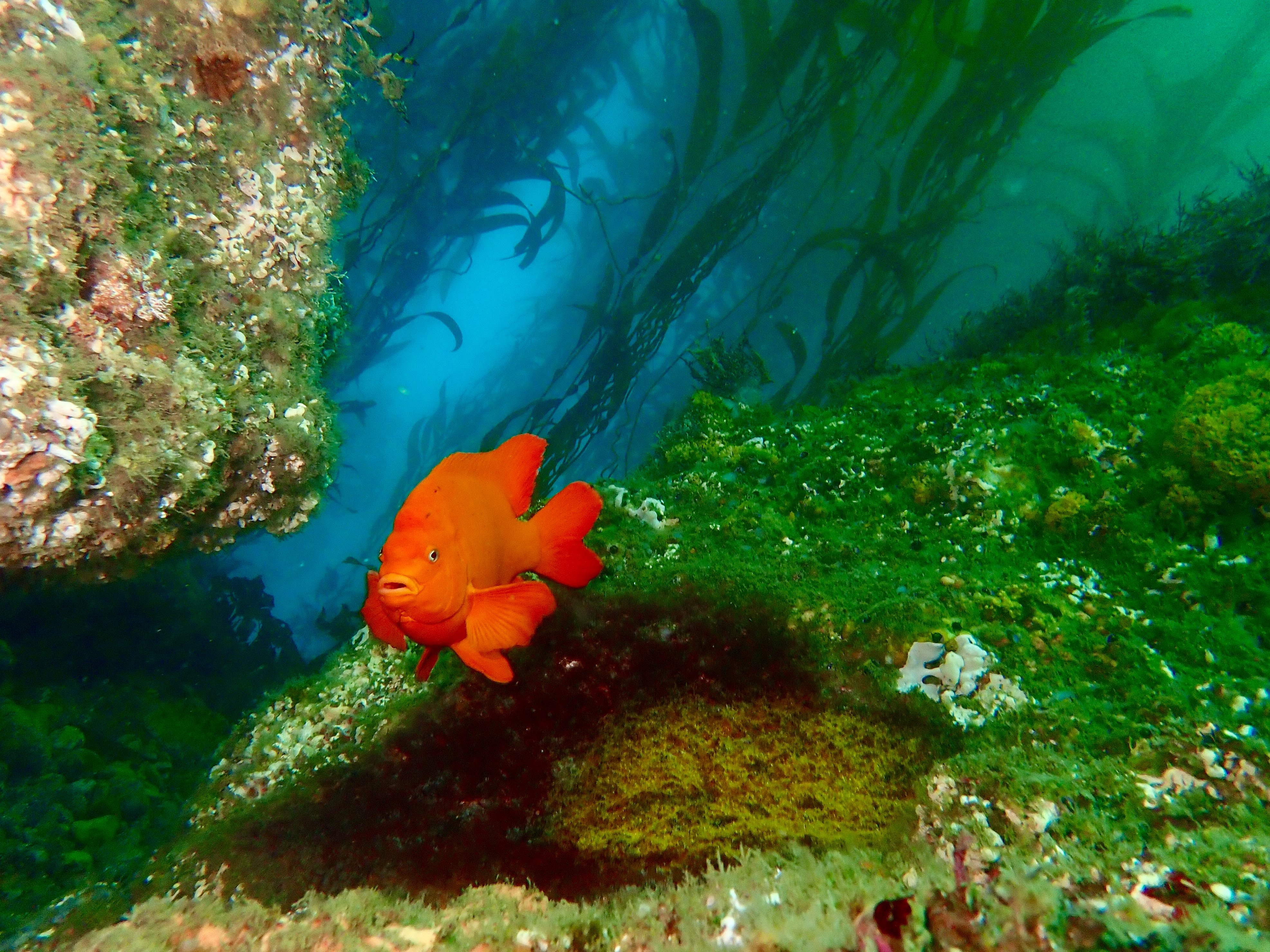 Garibaldi swimming in a kelp forest
