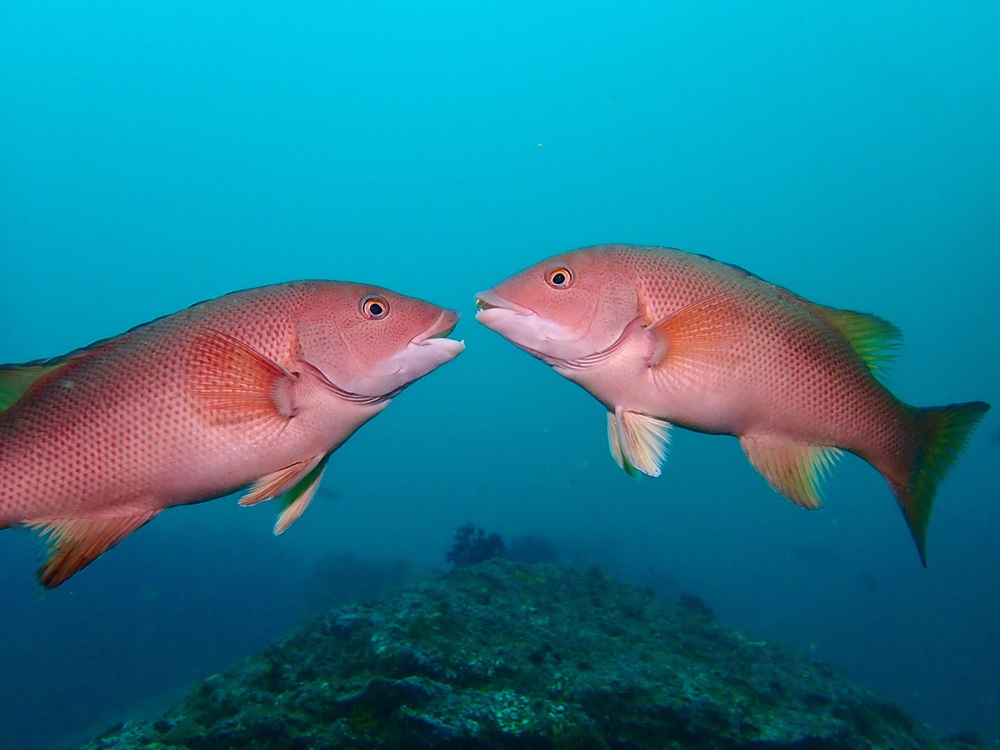 A pair of rock fishes meet on the reef of a kelp forest